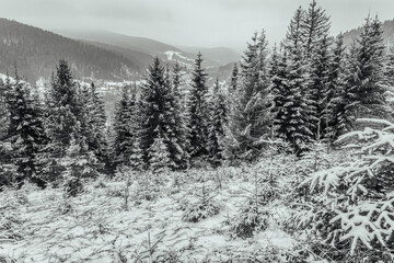 Landscapes - Forest - Europe, Romania, Suceava region
