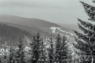 Landscapes - Forest - Europe, Romania, Suceava region