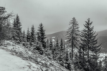 Landscapes - Forest - Europe, Romania, Suceava region
