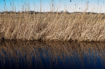 Tall golden reeds sway along the water's edge on Schiermonnikoog, their reflection creating a tranquil mirror effect under a clear blue sky