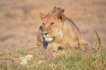 View of the Serengeti National Park