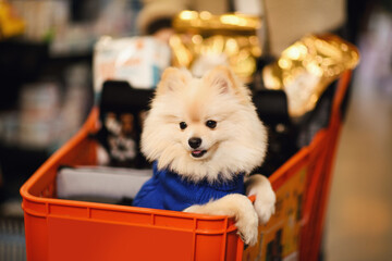 Pomeranian in a Pet Store Shopping Cart
