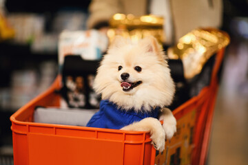 Pomeranian in a Pet Store Shopping Cart