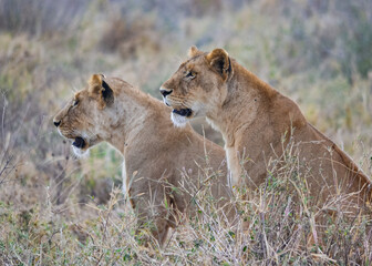 View of the Serengeti National Park