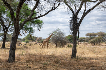 View of Tarangire National Park