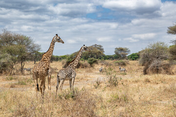 View of Tarangire National Park
