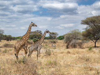 View of Tarangire National Park