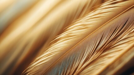 A close-up of shimmering golden feathers showcases their fine details and soft textures, inviting...