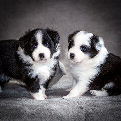 Urocze szczenięta border collie – czarno-białe maluchy o hipnotyzujących oczach. Dwa puchate psiaki na miękkim tle, ich niewinność i ciekawość uchwycone w ciepłym, domowym świetle. © Anna