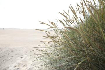 Beautiful grass on the beach 