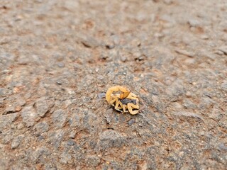 small scorpion on the ground