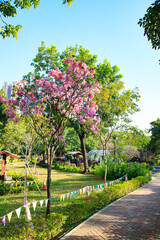 Obraz premium A Blooming Tree in a Sunny Park Setting, Hong Kong