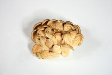 Oyster mushrooms, Fresh Pleurotus ostreatus isolated on a white background