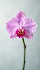 Obraz premium A delicate orchid blooming against the subtle beauty of an abstract white background, white background, flower, refinement