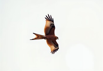 Fototapeta premium Red Kite Flying High Against White Sky with Spread Wings