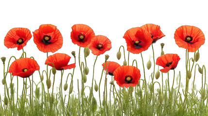 Obraz premium red poppy flowers isolated on white background