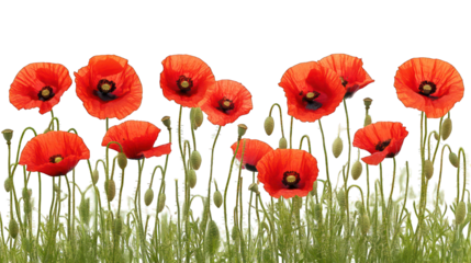 red poppy flowers isolated on white background