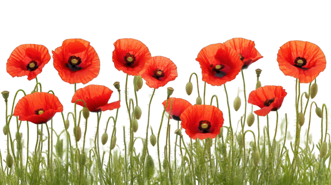 red poppy flowers isolated on white background
