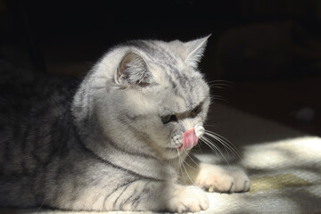 portrait of a grey american short hair cat