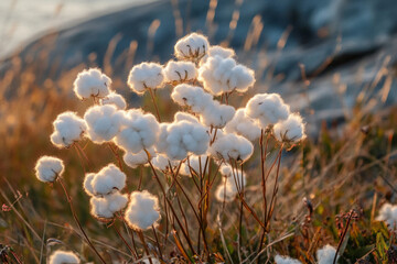       A close up of a field of cotton with a lot of green leaves