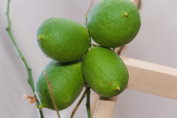 vier grosse Zedrat-Zitronen reifen an kleinem Ast - Detail