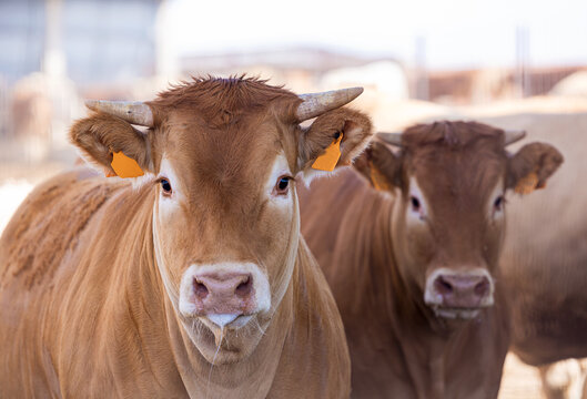 Blonde cattle at a farm at a farm