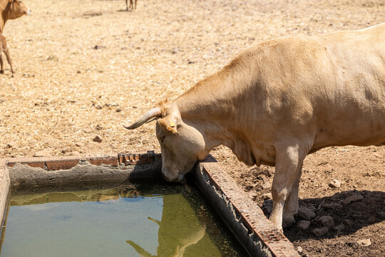 Blonde Galician cows drinking from a trough in a dry field