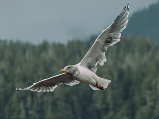seagull in flight