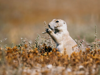 prairie dog in the grass