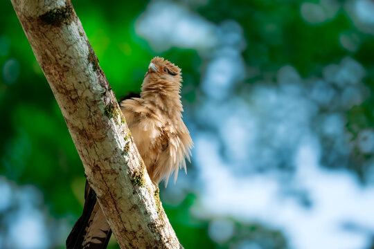 Guatemalan Black Howler monkey resting on a tree