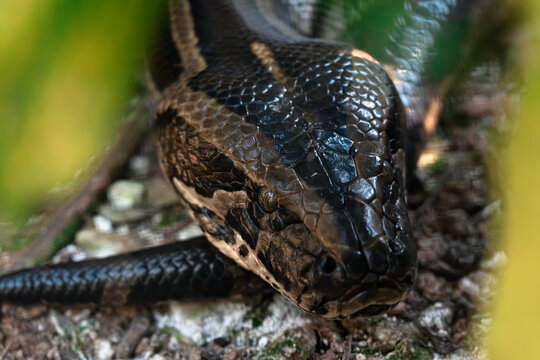 Close-up image of Red Blood Python in natural habitat