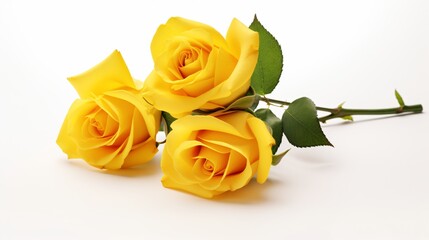 Radiant Yellow Roses on a Pristine White Background