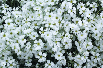 Floral background.. White flowers Jaskolka felt, snow carpet, perennials - small flowers, growing carpet, for flowerbeds and alpine slides.. spring. garden. Bardure flowers.