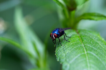 Mosca azul