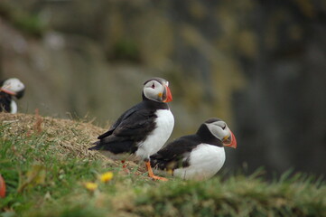 puffin