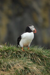 puffin
