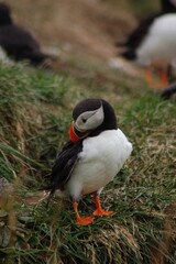 puffin