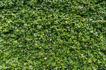 Green grass wall texture for background design. The background of the eco-wall is made of green natural plants.