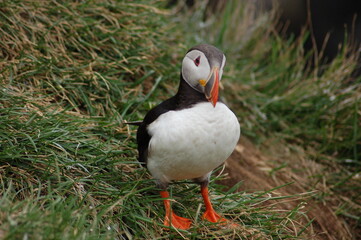 puffin
