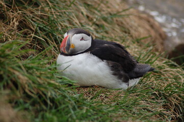puffin