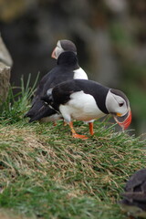 puffin