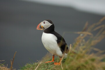 puffin