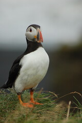 puffin
