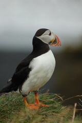 puffin