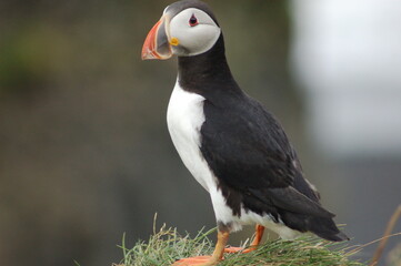 puffin