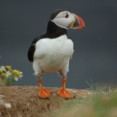 puffin
