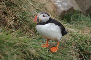 puffin