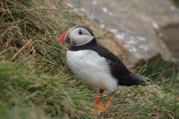 puffin