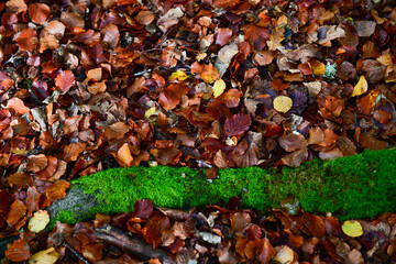 Autumnal Floor in Forest