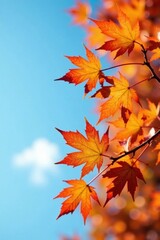 Autumn branch with vibrant orange leaves against a blue sky, scenery, trees